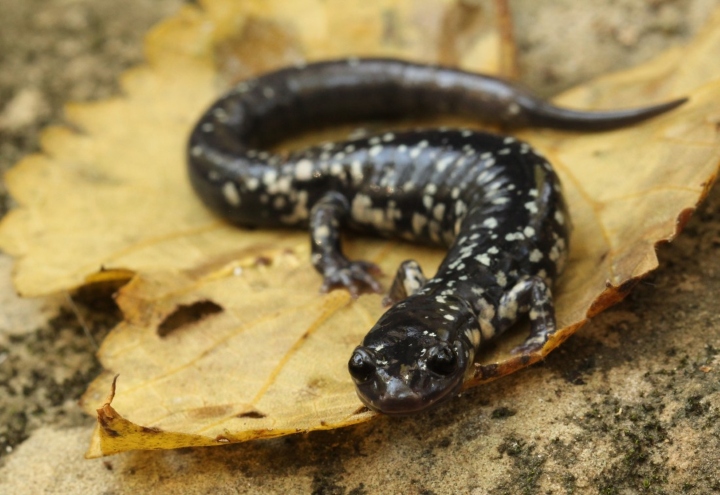 Western Slimy Salamander